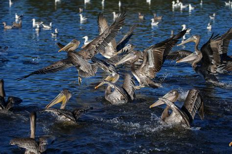 Have Alameda brown pelicans lost their ability to fly in formation?